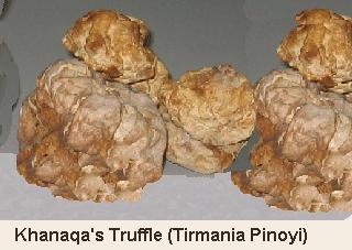 Truffle cultivation