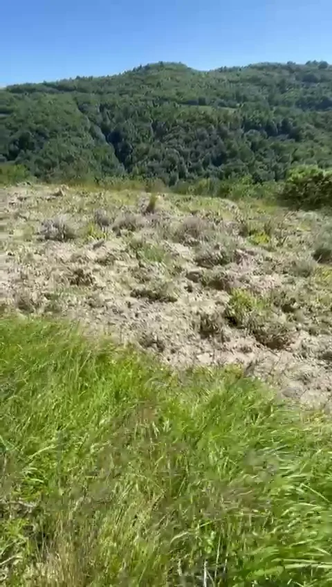 Truffle plantation in Italy