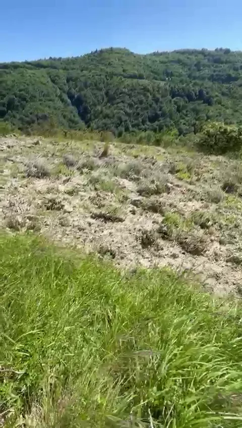 Truffle plantation in Italy