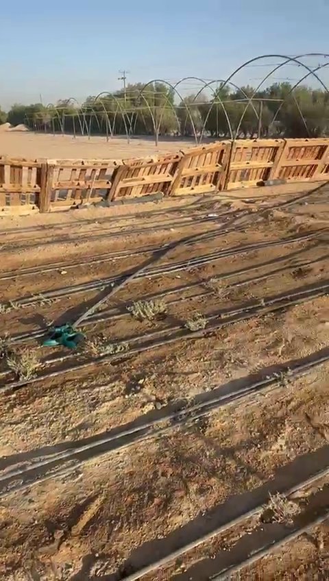 Truffle plantation in Kuwait