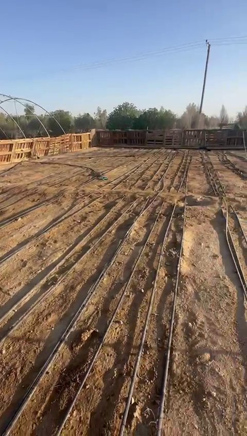 Truffle plantation in Kuwait