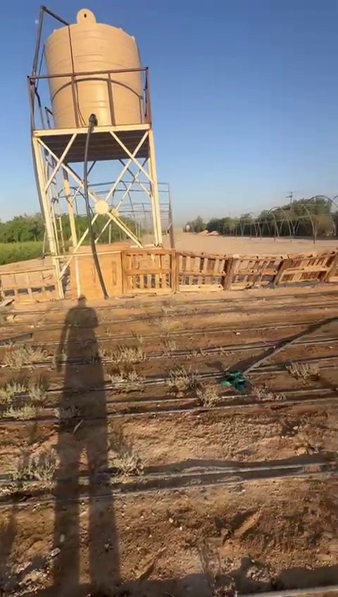 Truffle plantation in Kuwait