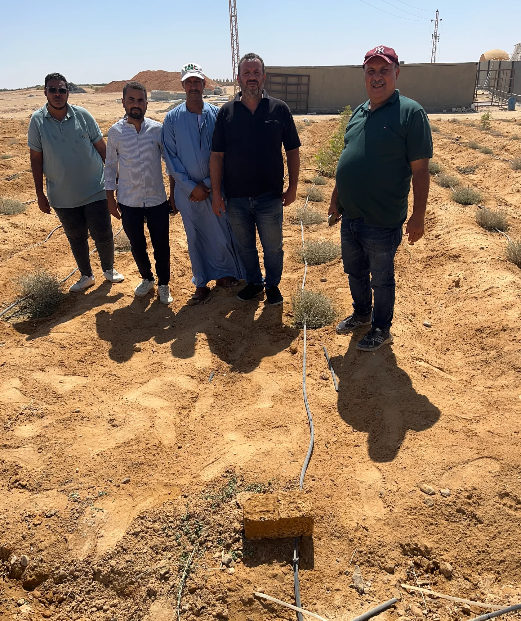 Truffle plantation in Mina, Egypt