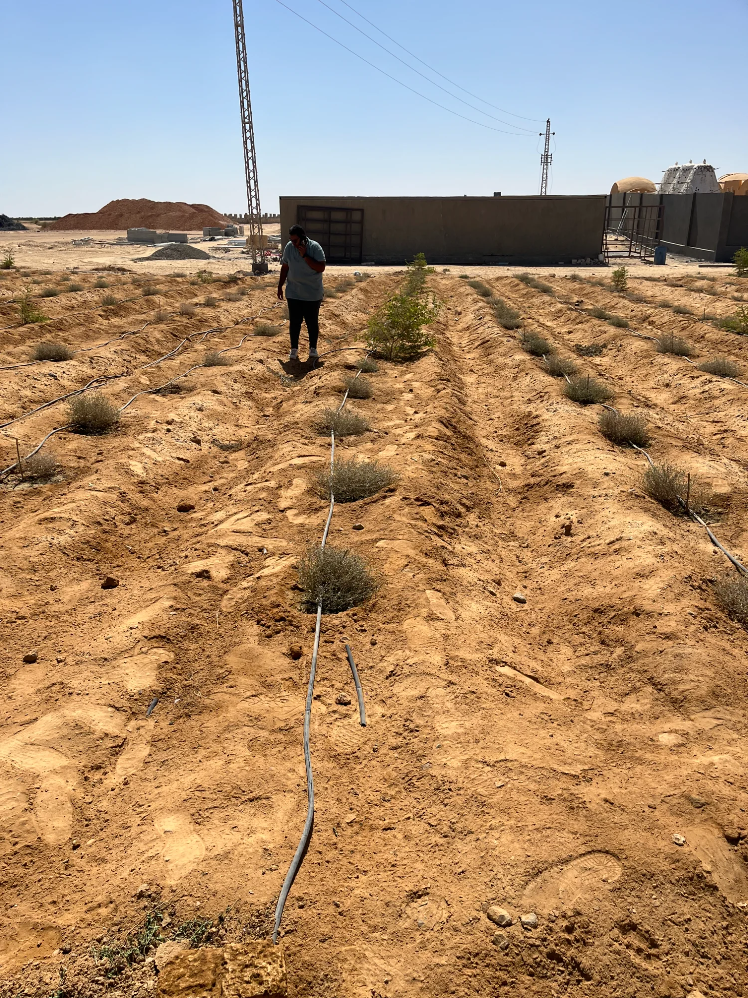 Truffle plantation in Mina, Egypt