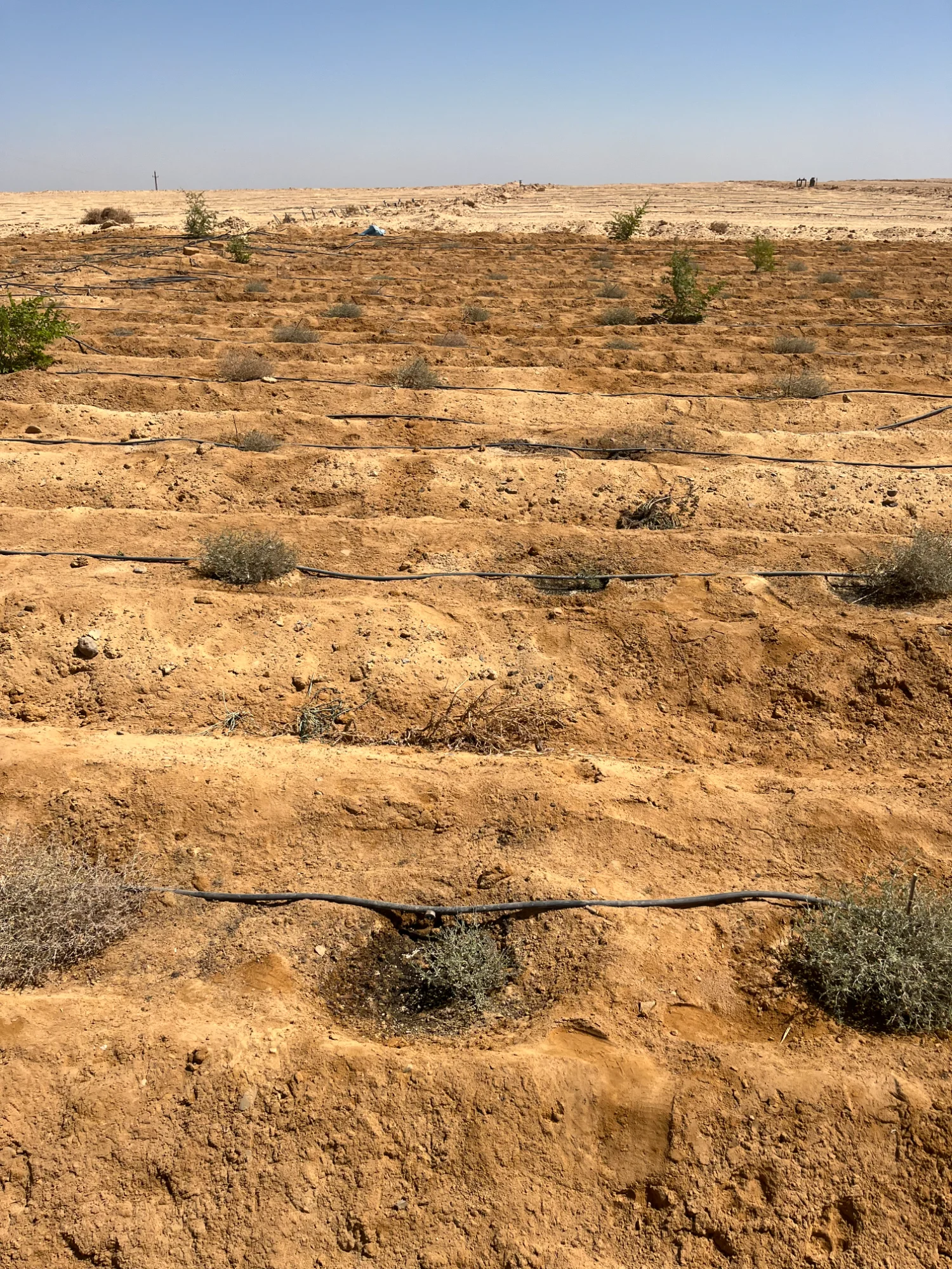 Truffle plantation in Mina, Egypt