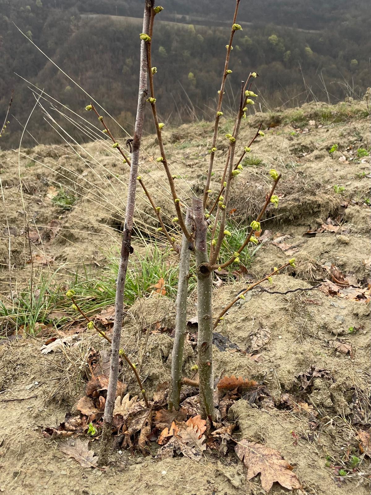 Truffle plantation in Italy