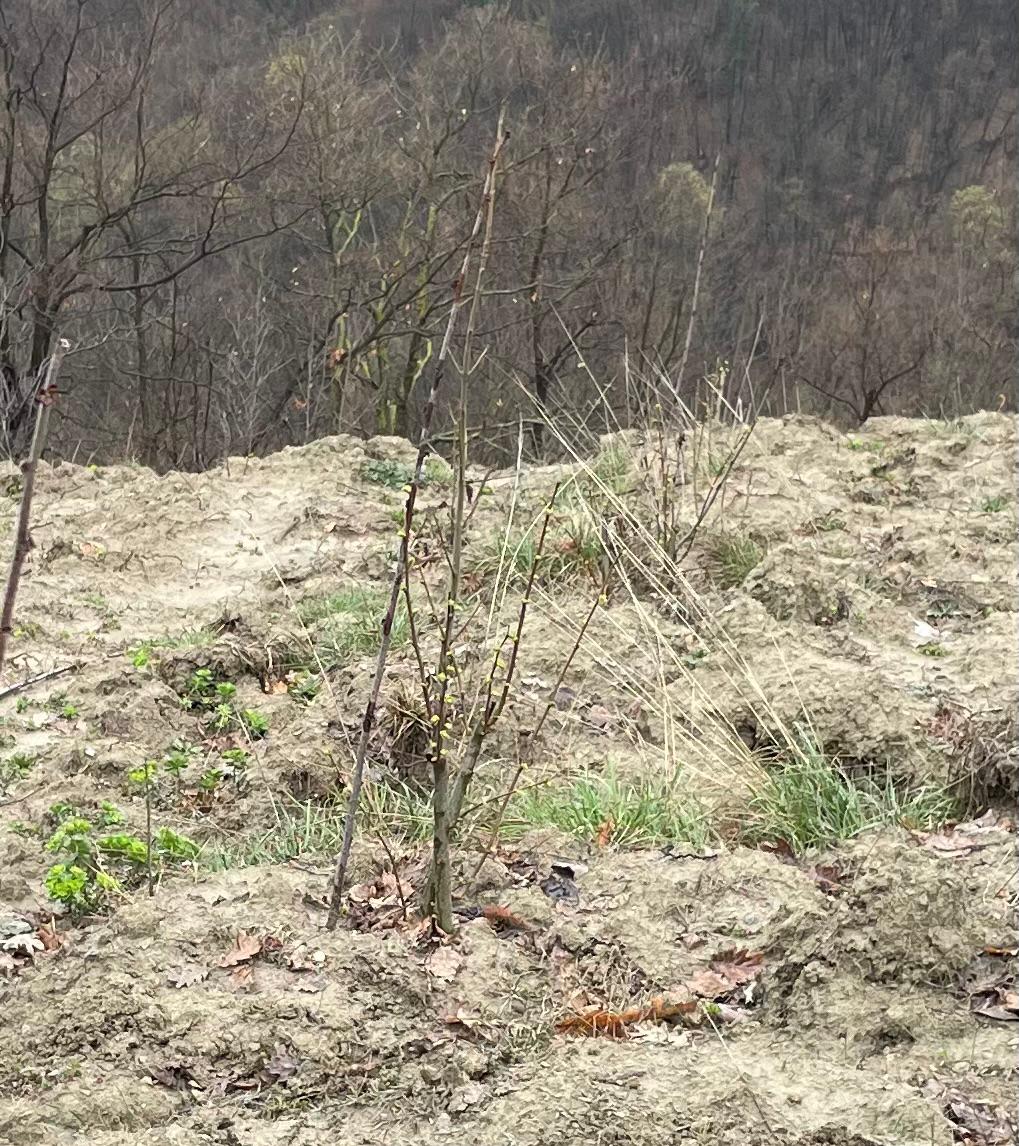 Truffle plantation in Italy