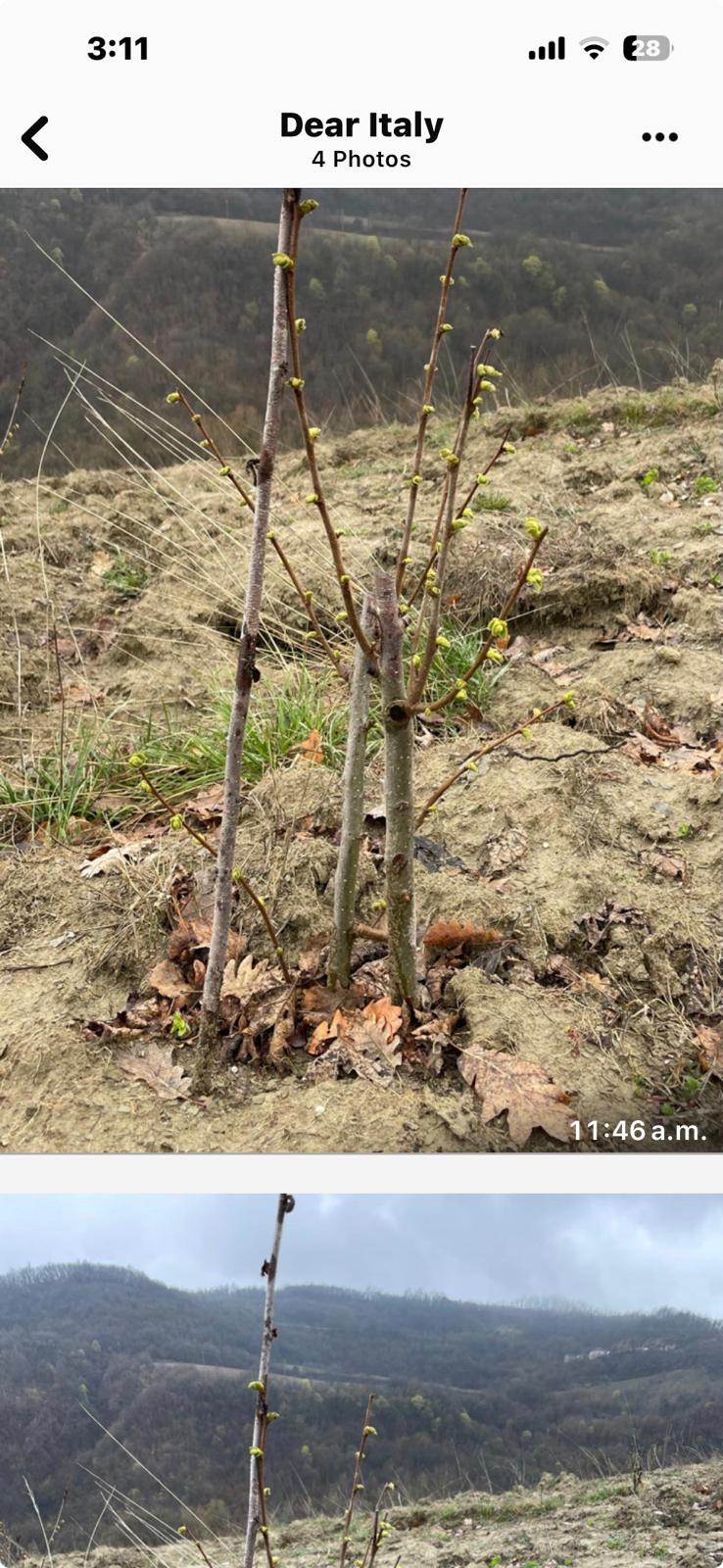 Truffle plantation in Italy