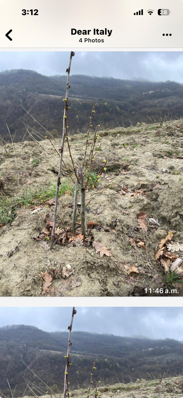 Truffle plantation in Italy