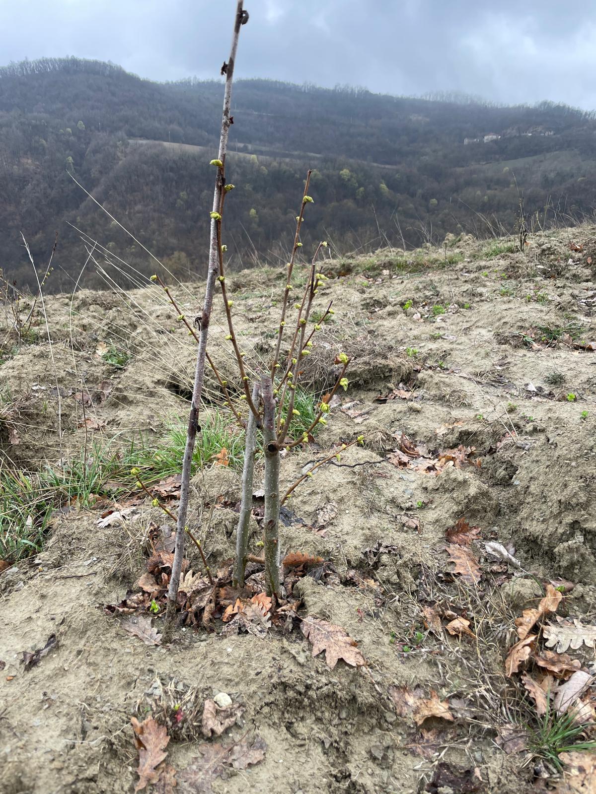 Truffle plantation in Italy