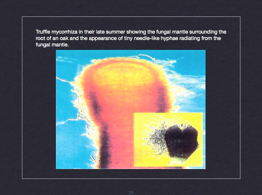 Truffle cultivation methodology