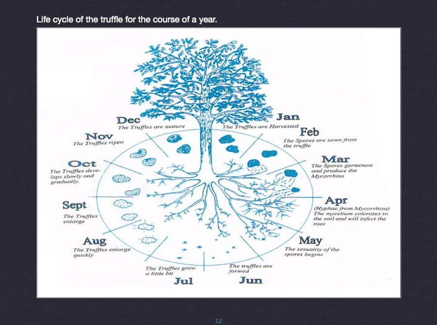 Annual truffle life cycle