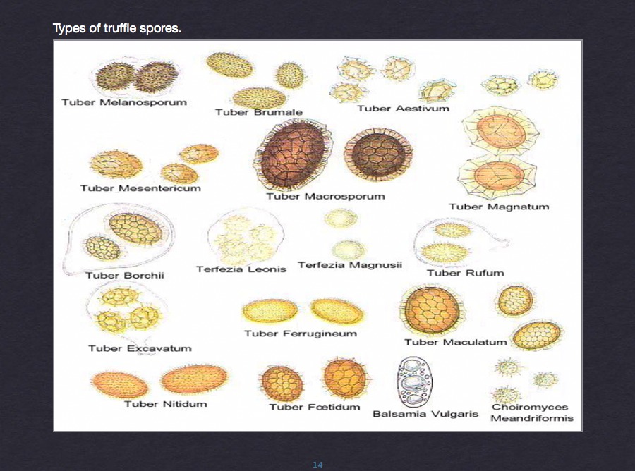 Root colonization study