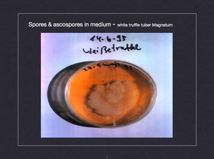 Spores and ascospores in medium - white truffle Tuber Magnatum
